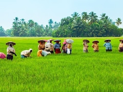 रबी फसलों की बुआई में रिकॉर्ड बढ़ोतरी, गेहूं में सबसे ज्यादा उछाल, जानें किस फसल की कितनी पैदावर