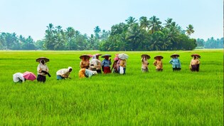 PM-Kisan की 21वीं किस्&zwj;त जहां से PM मोदी ने की थी जारी, वहां के नमक, नींबू और केला किसानों ने की 3 मांगें