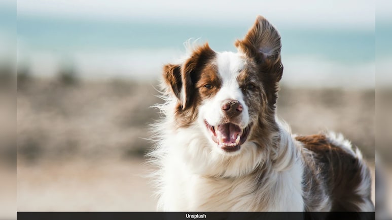 कुत्तों में फैली 'टिक' बीमारी से एक्सपर्ट्स ने कही डराने वाली बात, इंसानों पर भी होगा अटैक!