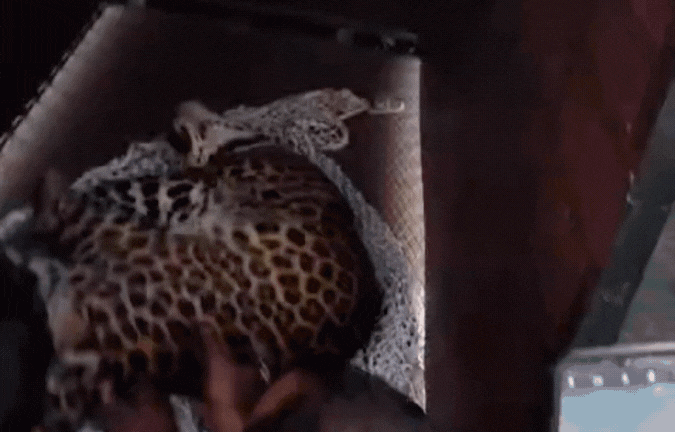 Leopard Rescue Operation: दिनभर की मशक्कत के बाद काबू में आया तेंदुआ, ऐसे किया गया रेस्क्यू