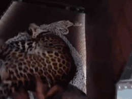 MP में तेंदुए का आतंक: इंदौर में पकड़ाया, मंदसौर में निर्माणाधीन मकान में हुआ कैद