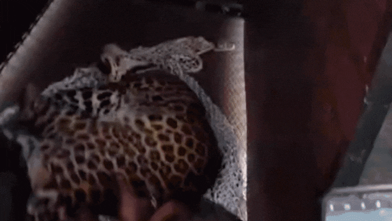 MP में तेंदुए का आतंक: मंदसौर में तेंदुए को फंसाने का वीडियो आया सामने, इंदौर में भी पिंजरे में कैद