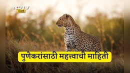 Pune News: पुणेकरांसाठी महत्त्वाची बातमी, जुन्नरमध्ये इतके बिबटे जेरबंद, वनविभागाची मोठी कारवाई