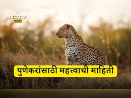 Pune News: पुणेकरांसाठी महत्त्वाची बातमी, जुन्नरमध्ये इतके बिबटे जेरबंद, वनविभागाची मोठी कारवाई