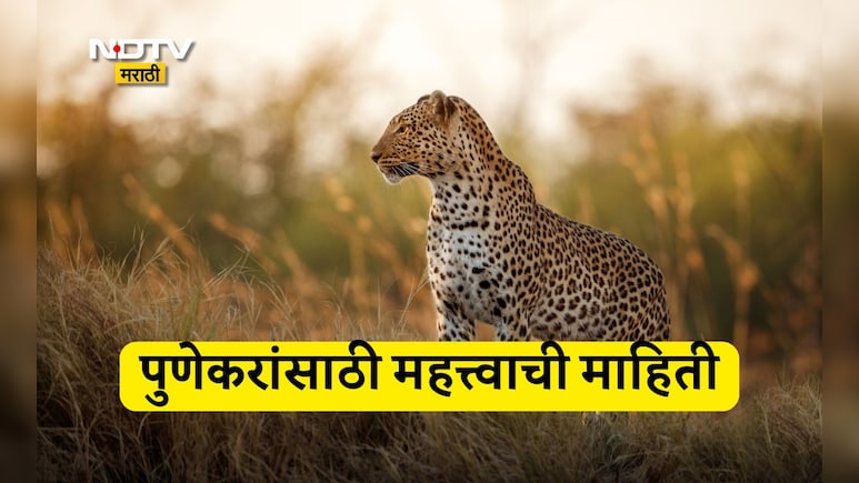 Pune News: पुणेकरांसाठी महत्त्वाची बातमी, जुन्नरमध्ये इतके बिबटे जेरबंद, वनविभागाची मोठी कारवाई