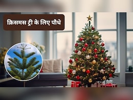 क्रिसमस की सजावट में करना है बदलाव, Christmas Tree की जगह इन 5 खूबसूरत पौधों का करें इस्तेमाल, आपका क्रिसमस ट्री दिखेगा सबसे खूबसूरत
