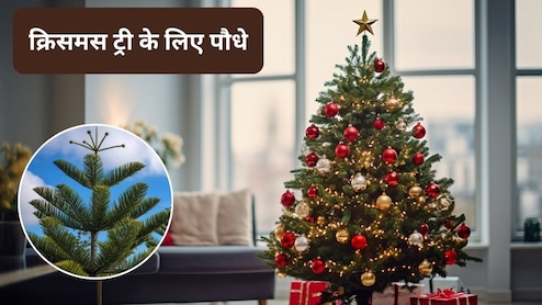 क्रिसमस की सजावट में करना है बदलाव, Christmas Tree की जगह इन 5 खूबसूरत पौधों का करें इस्तेमाल, आपका क्रिसमस ट्री दिखेगा सबसे खूबसूरत