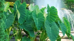 Benefits of Arbi: वेट लॉस से कोलेस्ट्रॉल कंट्रोल करने तक... अरबी खाने से सेहत को मिलते हैं ये 5 बेमिसाल फायदे