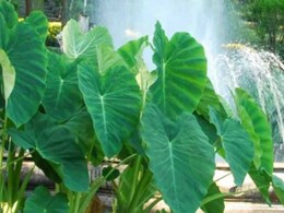 Benefits of Arbi: वेट लॉस से कोलेस्ट्रॉल कंट्रोल करने तक... अरबी खाने से सेहत को मिलते हैं ये 5 बेमिसाल फायदे