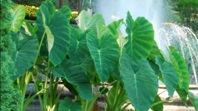 Benefits of Arbi: वेट लॉस से कोलेस्ट्रॉल कंट्रोल करने तक... अरबी खाने से सेहत को मिलते हैं ये 5 बेमिसाल फायदे