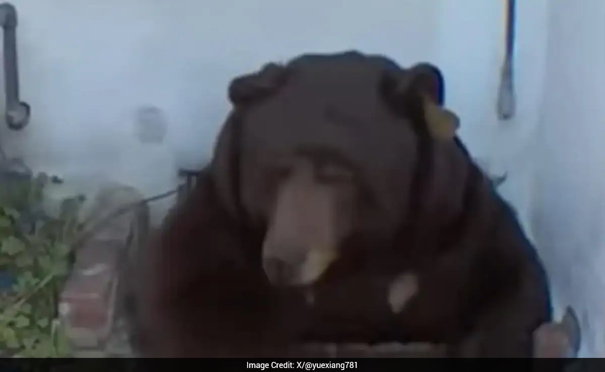 US Man Shocked After Spotting A Massive Black Bear Living Inside His Home: 'Couldn't Stop Shaking'