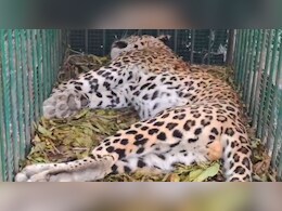 बूंदी रामगढ़ विषधारी टाइगर रिजर्व में पैंथर की मौत, वन विभाग जांच में जुटा