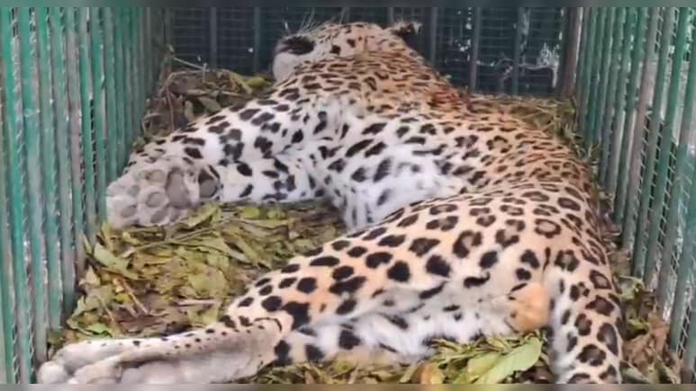 बूंदी रामगढ़ विषधारी टाइगर रिजर्व में पैंथर की मौत, वन विभाग जांच में जुटा