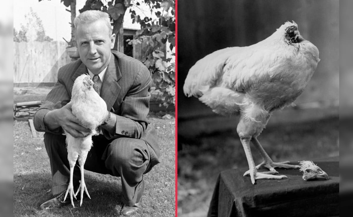 Latest and Breaking News on NDTV