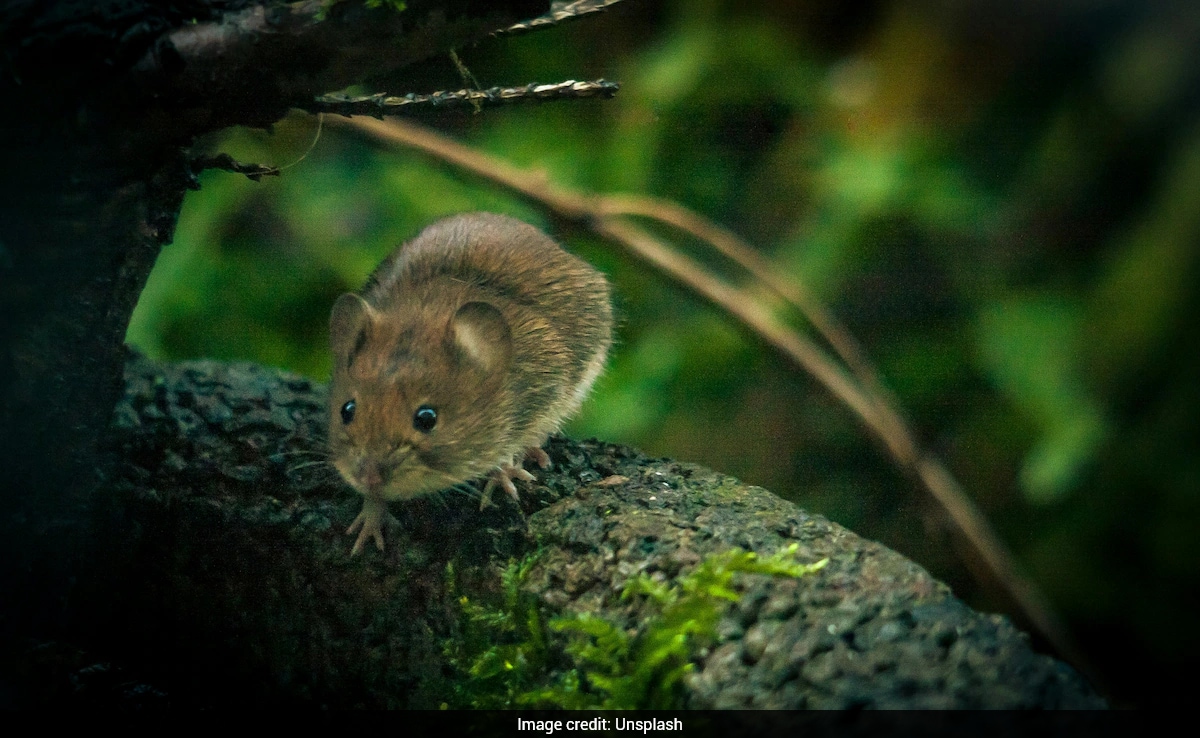 Mice Anxiety Levels Reset After Wild Exposure
