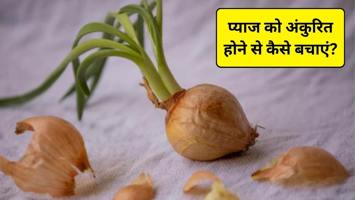 प्याज को अंकुरित होने से कैसे बचाएं? प्याज को कैसे करें स्टोर ताकि खराब न हो, यहां जानिए जबरदस्त उपाय
