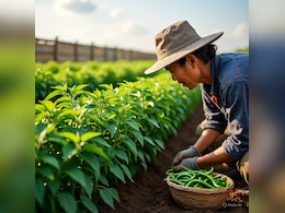 उदय की तरह आप भी मिर्च बेच कम सकते हैं लाखों रुपये, जान लें कैसे खेती ने बदली किस्मत