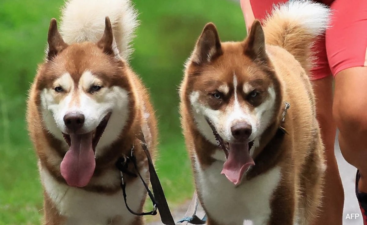 Gifted Dogs Learn Language By Eavesdropping: Study