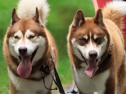 Gifted Dogs Learn Language By Eavesdropping: Study