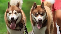 Gifted Dogs Learn Language By Eavesdropping: Study