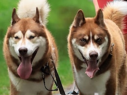 Gifted Dogs Learn Language By Eavesdropping: Study