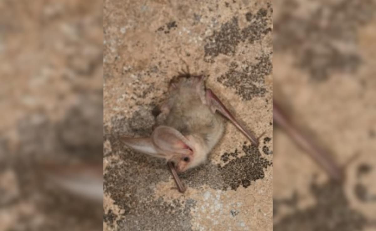 Latest and Breaking News on NDTV