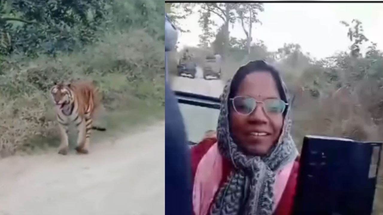 पन्ना टाइगर रिजर्व: अचानक दो बाघों के बीच फंसी कलेक्टर की जिप्सी, फिर हुआ कुछ यूं ... वीडियो होने लगा वायरल