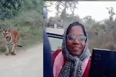 पन्ना टाइगर रिजर्व: अचानक दो बाघों के बीच फंसी कलेक्टर की जिप्सी, फिर हुआ कुछ यूं ... वीडियो होने लगा वायरल