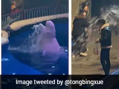 Watch: Beluga Whale Splashes Man Smoking At Aquarium In China, Internet Cheers