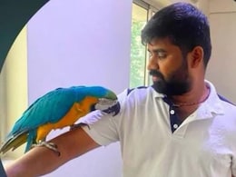 Bengaluru Man Electrocuted While Trying To Save Pet Parrot Worth 2.5 Lakhs