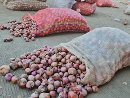 Onion Prices: खून के आंसू क्यों रो रहे एमपी के प्याज किसान? क&zwj;िसान बोला-गाय को ख&zwj;िला दूं क्&zwj;या प्&zwj;याज?