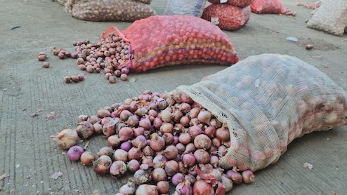 प्याज की गिरती कीमत ने अन्नदाताओं के निकाले आंसू, भाड़ा निकालना भी हुआ मुश्किल, बोले- अब तो...