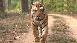 Tiger Attack: 'हम बाल-बाल बचे' जब बाघ ने मारा झपट्टा, बकरी के वजह से बची जान; ग्रामीणों ने सुनाई दहशत भरी कहानी