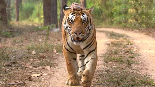 हाड़ौती बनेगा वाइल्डलाइफ टूरिज्म का हॉटस्पॉट, मुकुंदरा रिजर्व में रणथंभौर से आएगा बाघ और MP के कन्हा से बाघिन