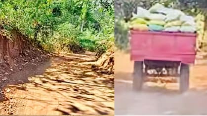 बिचौलियों का कारनामा! ओडिशा से धान तस्करी के लिए जंगल में बना दी 16 KM सड़क, सोता रहा वन विभाग
