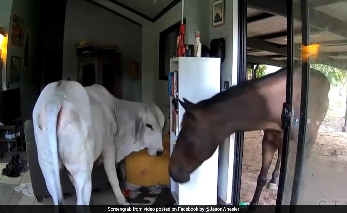 On Camera, Australian Politician's Pet Dog Welcomes Bull, Horse Into Home