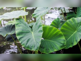 अरबी के पत्ते और फूलों में छिपा है सेहत का खजाना,  इसे खाने के हैं गज़ब फायदे, जानने के बाद उड़ जाएंगे होश