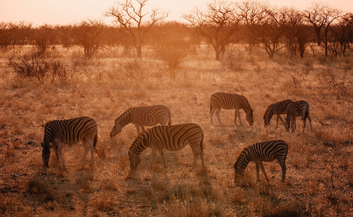 Latest and Breaking News on NDTV