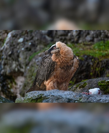 This Bird Is Famous For Its 'Bone Crusher' Beak