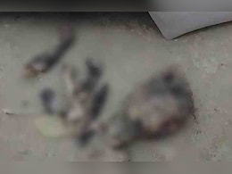 बिहार : शराब के लिए कुत्ते को मार डाला, ग्रामीणों को 'खरगोश' बताकर खिलाया मांस