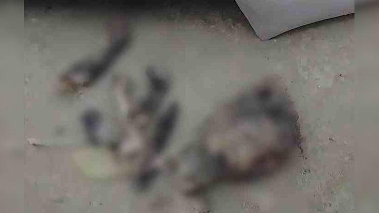 बिहार : शराब के लिए कुत्ते को मार डाला, ग्रामीणों को 'खरगोश' बताकर खिलाया मांस