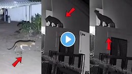 CCTV Video : बिबट्या दबक्या पावलांनी आला..घरासमोर खेळणाऱ्या चिमुकल्यावर झडप घातली अन् पुढे..