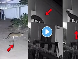 CCTV Video : बिबट्या दबक्या पावलांनी आला..घरासमोर खेळणाऱ्या चिमुकल्यावर झडप घातली अन् पुढे..