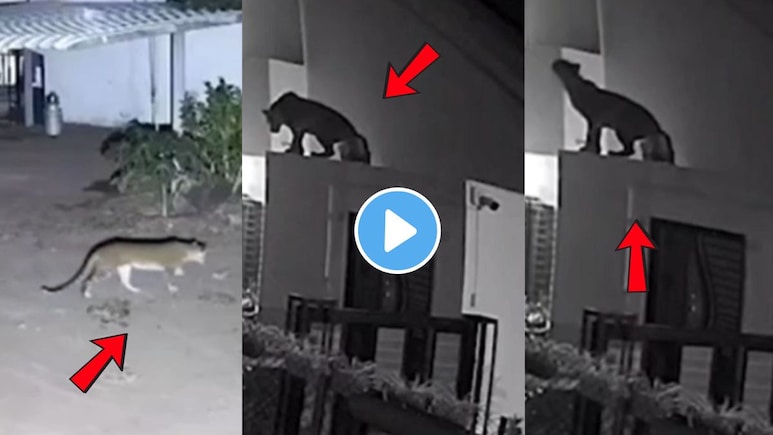 CCTV Video : बिबट्या दबक्या पावलांनी आला..घरासमोर खेळणाऱ्या चिमुकल्यावर झडप घातली अन् पुढे..