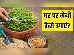 बस 2 चीजों से घर पर उगा लें मेथी, 1 हफ्ते में तैयार हो जाएगा पौधा, जानें तरीका