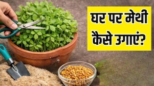 बस 2 चीजों से घर पर उगा लें मेथी, 1 हफ्ते में तैयार हो जाएगा पौधा, जानें तरीका