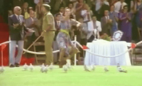 क्या स्वाद है जिंदगी का... रोहित शर्मा को किस करने वाले का यह वीडियो देख 'वो' लड़की याद आ जाएगी