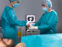 Putting Pig Organs In People Is OK, But Growing Human Organs In Pigs Is Not