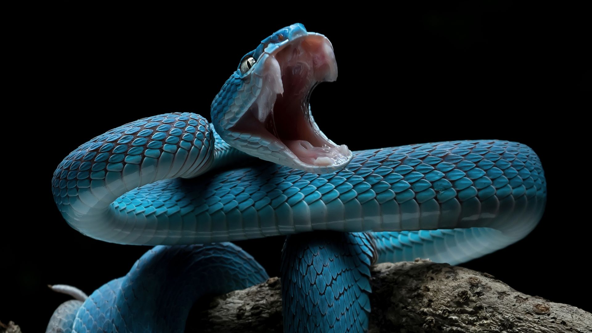 चीन में वाइपर जैसे जहरीले सांप पाल रहे युवा, ऑनलाइन ऑर्डर देकर मंगवा रहे, जानिए क्यों GEN Z में चढ़ा ये शौक