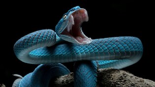 चीन में वाइपर जैसे जहरीले सांप पाल रहे युवा, ऑनलाइन ऑर्डर देकर मंगवा रहे, जानिए क्यों GEN Z में चढ़ा ये शौक